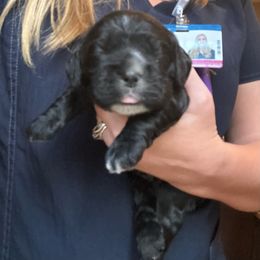 Boy 2 - Black male Cocker Spaniel puppy in Spotsylvania, Virginia from Wilkshire Farm
