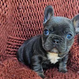 French Bulldogs from HP Doodles