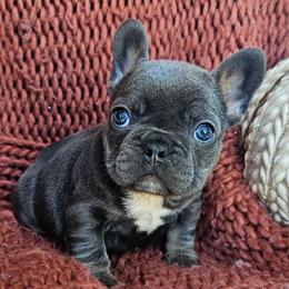 French Bulldogs from HP Doodles