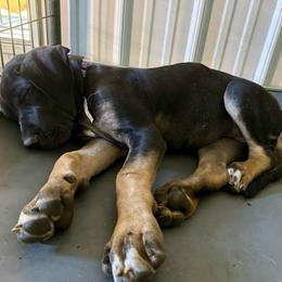 Rosemary - Black female Great Dane puppy in Corsica, Pennsylvania from Ferguson Family Danes LLC