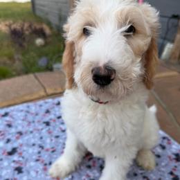 Trinity - White female Double Doodle puppy in Mineola, Texas from ETX Dandy Doodle