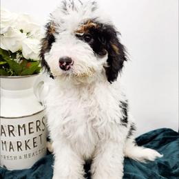 Parsley - Tri-color male Bernedoodle puppy in Granton, Wisconsin from Rose River Farms