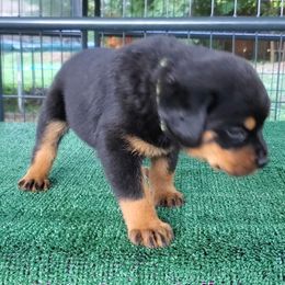 Rottweiler Puppies from Vom Haus Curbeam Rottweiler Kennel, LLC