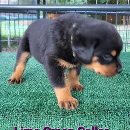 Rottweiler Puppies from Vom Haus Curbeam Rottweiler Kennel, LLC