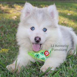 Superman - Merle male Pomsky puppy in Centerville, Iowa from LJ Kennels Pomskies, LLC