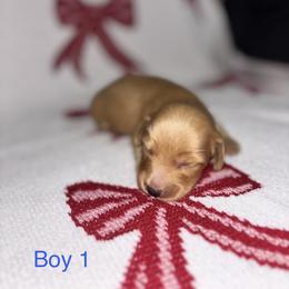 Boy 1 - Red male Dachshund puppy in Randolph, Mississippi from Barnes Family Kennel