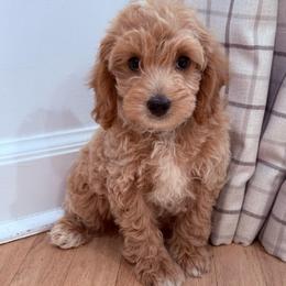 Blue collar boy - Apricot male Goldendoodle puppy in Ridgewood, New Jersey from Jessie’s Doodles