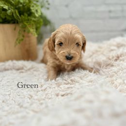 Maltipoo Puppies from Grassy Meadow Pups