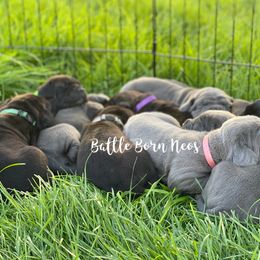 Neapolitan Mastiff Puppies from Battle Born Neos