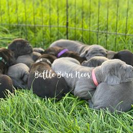 Neapolitan Mastiff Puppies from Battle Born Neos
