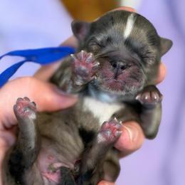 Royal blue collar - Black white and silver male Shih Tzu puppy in Berkeley Springs, West Virginia from Sandridge Shih Tzus