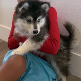 Batman - Black and white male Pomsky puppy in Grandview, Washington from Alyssa’s Pomskies