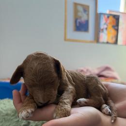 Salami - Apricot male Poodle puppy in Haines City, Florida from Noelle Poodles