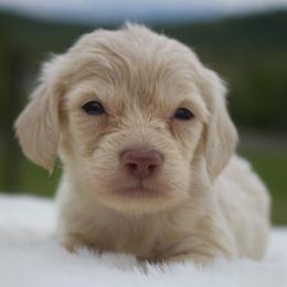 Chase - Cream male Dachshund puppy in Morrow, Ohio from Courtney’s Colorful Doxies