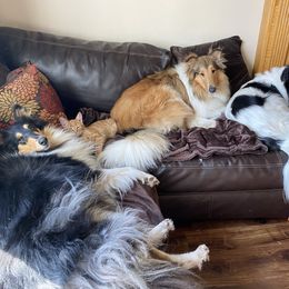 Collie Puppies from Blue Haven Collies