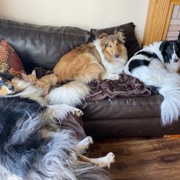 Collie Puppies from Blue Haven Collies