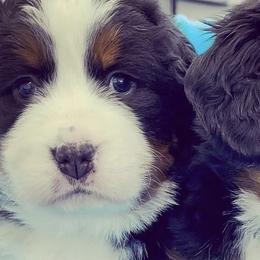 Bernedoodles, Bernese Mountain Dogs, and Poodles from Bubbling Springs Doodles, LLC