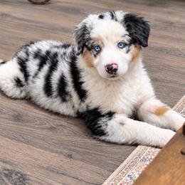Miniature American Shepherd puppies from 4 Corners Mini Aussies
