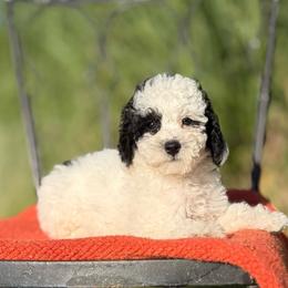 Milly - Parti female Poodle puppy in Aubrey, Texas from Four Willows Farm
