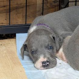 Arwen - Blue female Great Dane puppy in Citra, Florida from AEW Farm