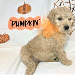 Goldendoodle Puppies from OnlyGoldendoodles