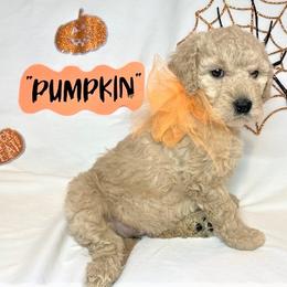 Goldendoodle Puppies from OnlyGoldendoodles