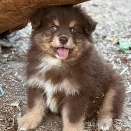 Teddy - Red tri male Miniature Australian Shepherd puppy in Patterson, North Carolina from DreamLine Aussies