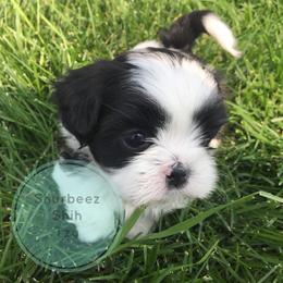 Shih Tzu Puppies from Shurbeez Shih Tzu