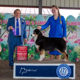 Violet - Black tri-color female Australian Shepherd puppy in Touchet, Washington from Windust Kennels