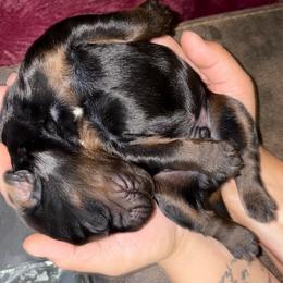 Boy 4 - Black and tan male Gordon Setter puppy in Luttrell, Tennessee from Whistler's Farm