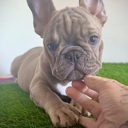 Tiny Tim - Blue fawn male French Bulldog puppy in Port St. Lucie, Florida from The Family Bullies