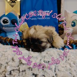 Chihuahua and Shih Tzu Puppies from C&E Royal Shih Tzu