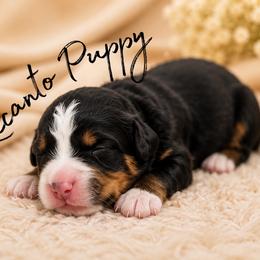 Coming Soon - Tri-color female Bernedoodle puppy in Lecanto, Florida from Lecanto Puppy