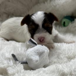 Zulla AKC - Chocolate, tan and white female Yorkshire Terrier puppy in Labelle, Florida from Chocolate and Parti Yorkies in Florida