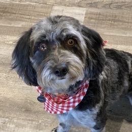 Shadow - Aussiedoodle