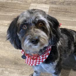 Shadow - Aussiedoodle