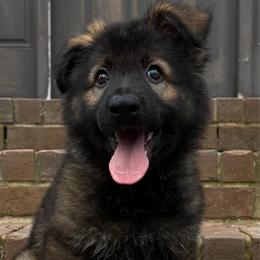 Yellow - Sable female German Shepherd puppy in Tennessee from Chattanooga Tn German Shepherds