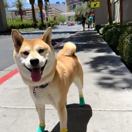 Obi - Shiba Inu