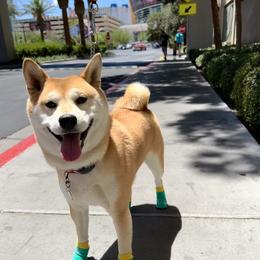 Obi - Shiba Inu