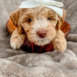 Goldendoodle Puppies from Carmel Classy Doodles