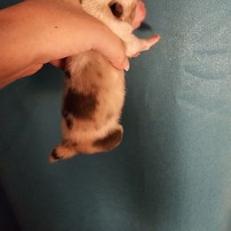 Pomeranian Puppies from Moon Howlers Pomeranians