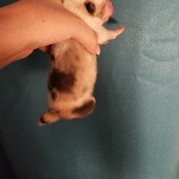 Pomeranian Puppies from Moon Howlers Pomeranians