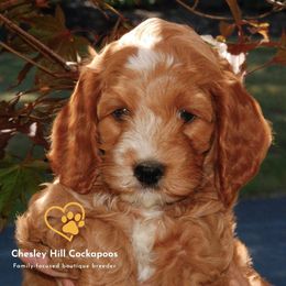 Cockapoo Puppies from Chesley Hill Cockapoos