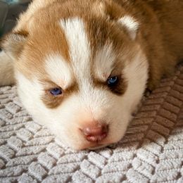 Rocky - Red and white male Siberian Husky puppy in Grant City, Missouri from Timberline Paws