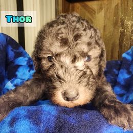 Bedlington Terrier Puppies from Dreamy Muse Bedlingtons