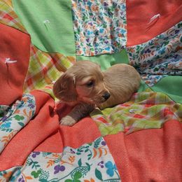 Dachshund Puppies from Boot Scootin Pups