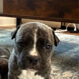 Hawkeye - Brown brindle male American Staffordshire Terrier puppy in Byron, Georgia from Lelani