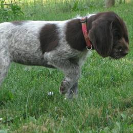 German Wirehaired Pointer and Pudelpointer Puppies from Ripsnorter Kennels
