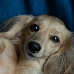Delphie - Dachshund