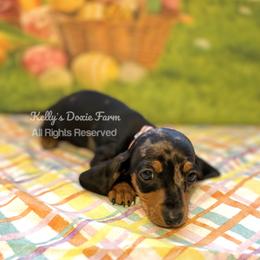 Black and Tan Dapple Female Smooth Pink Collar - Black and tan female Dachshund puppy in Cleveland, Tennessee from Kelly's Doxie Farm